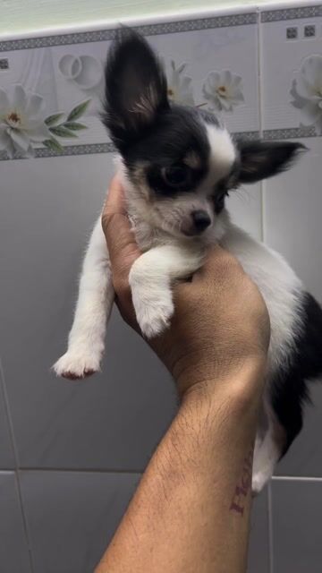 Chó Chihuahua đực lông dài đen trắng 2 mũi vắc xin. Mua bán Chó tại Quận Tân Bình Tp Hồ Chí Minh được đăng bởi Trần Đức Toàn hình 1
