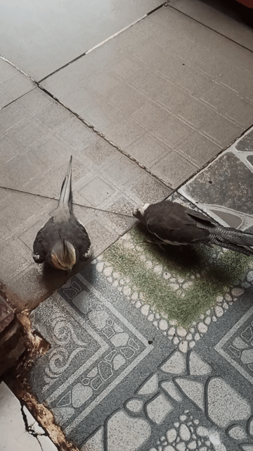 Vẹt Cockatiel trống. Mua bán Chim tại Quận 12 Tp Hồ Chí Minh được đăng bởi T Vũ hình 1