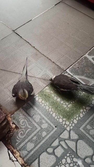 Vẹt Cockatiel trống. Mua bán Chim tại Quận 12 Tp Hồ Chí Minh được đăng bởi T Vũ hình 1