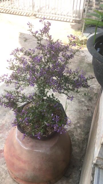 Cây cảnh Linh Sam hoa tím nhìn là thấy nhẹ lòng. Mua bán Cây cảnh, đồ trang trí tại Huyện Chợ Lách Bến Tre được đăng bởi Loan Phạm hình 1