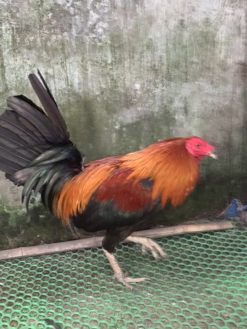 Gà đá Xanh que 1.6kg. Mua bán Gà tại Thị xã Bình Minh Vĩnh Long được đăng bởi Nguyễn Quang Vinh hình 1