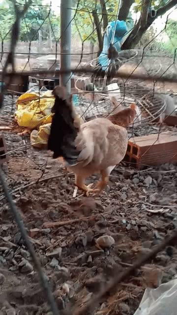 Gà tre lai 1.1kg. Mua bán Gà tại Huyện Châu Thành Tiền Giang được đăng bởi nguyen truong hình 1