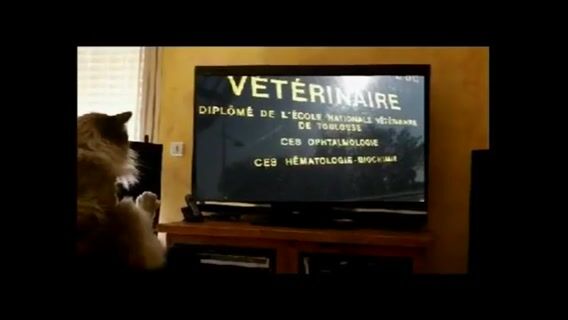 Le monde des vétérinaires