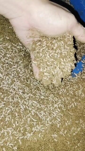 Thức ăn chăn nuôi Sâu canxi 1kg. Mua bán Phụ kiện, Thức ăn, Dịch vụ tại Thành phố Dĩ An Bình Dương được đăng bởi tandat hình 1