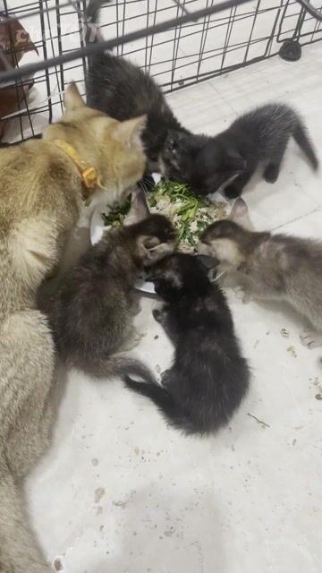 Mèo ta lai Anh lông ngắn. Mua bán Mèo tại Quận Nam Từ Liêm Hà Nội được đăng bởi hoàng văn đạt hình 1