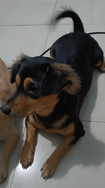 Tìm nhà mới cho em Mực xinh đẹp . Mua bán Chó tại Thành phố Thủ Đức Tp Hồ Chí Minh được đăng bởi Sang hình 1