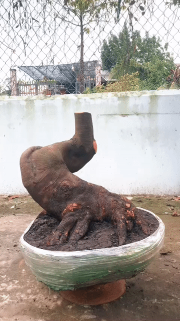 Khế chua bonsai ngọn nhỏ. Mua bán Cây cảnh, đồ trang trí tại Quận 7 Tp Hồ Chí Minh được đăng bởi đăng khoa hình 1