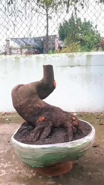 Khế chua bonsai ngọn nhỏ. Mua bán Cây cảnh, đồ trang trí tại Quận 7 Tp Hồ Chí Minh được đăng bởi đăng khoa hình 1