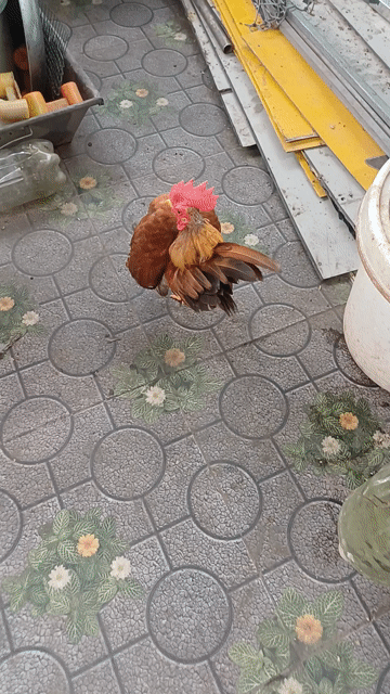 Gà nọc Khét vàng sáng Đực. Mua bán Gà tại Thành phố Thủ Đức Tp Hồ Chí Minh được đăng bởi A Hiền hình 1
