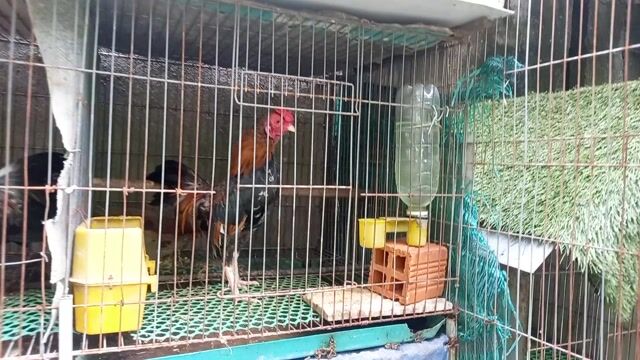 Gà Tre Bắc Điều Bông Mini . Mua bán Gà tại Huyện Hóc Môn Tp Hồ Chí Minh được đăng bởi Phạm hoàng thanh hình 1