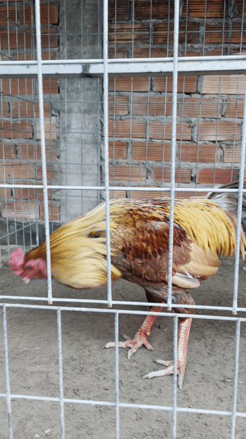 Gà trống Nâu vàng 3kg4. Mua bán Gà tại Huyện Mỹ Xuyên Sóc Trăng được đăng bởi Gà Việt  hình 1