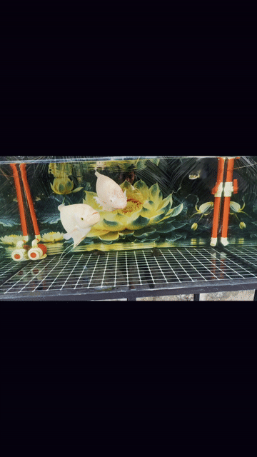 Cá Phát Tài 50-60cm Trắng. Mua bán Thú cưng khác tại Quận Tân Bình Tp Hồ Chí Minh được đăng bởi minh lâm hình 1