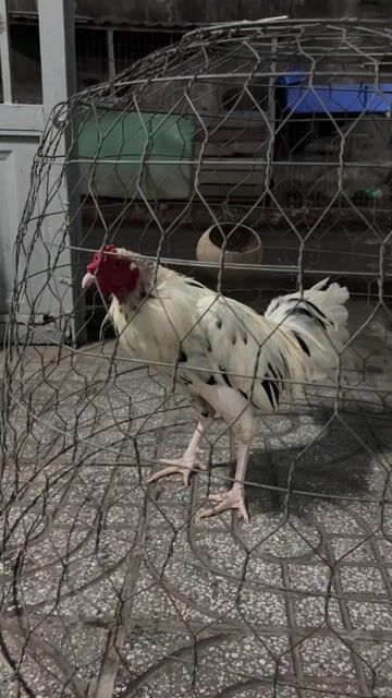 Gà tơ Đực Trắng 2.85kg. Mua bán Gà tại Huyện Hóc Môn Tp Hồ Chí Minh được đăng bởi tài trần  hình 1