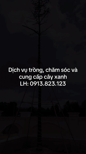 Dịch vụ Trồng và chăm sóc cây xanh. Dịch vụ tại Thành phố Tây Ninh Tây Ninh được đăng bởi PCCC Tây Ninh hình 1