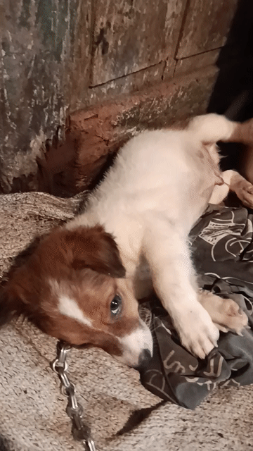 Chó Poodle trắng nâu khỏe mạnh nhanh nhẹn. Mua bán Chó tại Quận Hà Đông Hà Nội được đăng bởi Dang hình 1