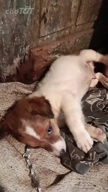 Chó Poodle trắng nâu khỏe mạnh nhanh nhẹn. Mua bán Chó tại Quận Hà Đông Hà Nội được đăng bởi Dang hình 1