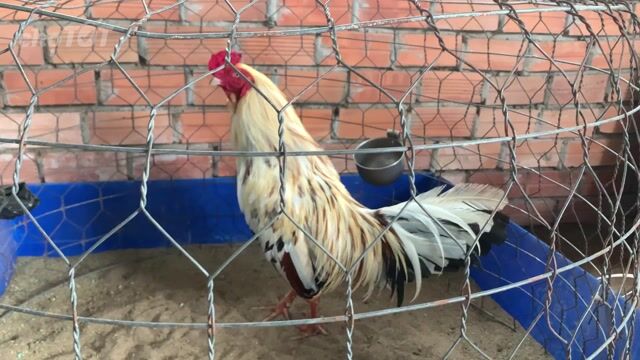Gà bướm 2.6kg Trắng, nâu, đen. Mua bán Gà tại Thành phố Sóc Trăng Sóc Trăng được đăng bởi pham thế anh hình 1