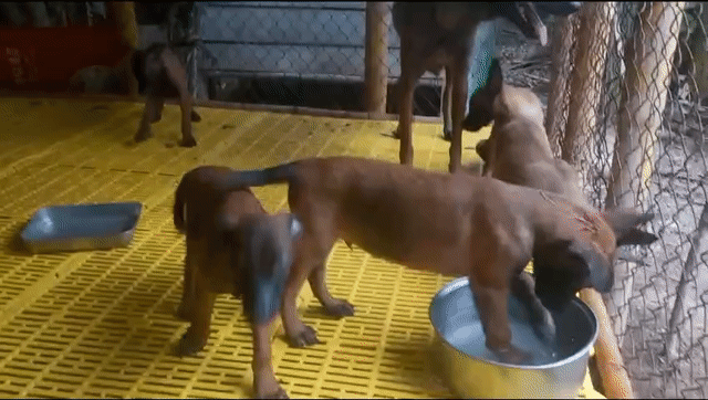 Chó Malinois Nâu đỏ 7kg 2 mũi. Mua bán Chó tại Quận Bình Tân Tp Hồ Chí Minh được đăng bởi Nguyễn Hồng quan hình 1