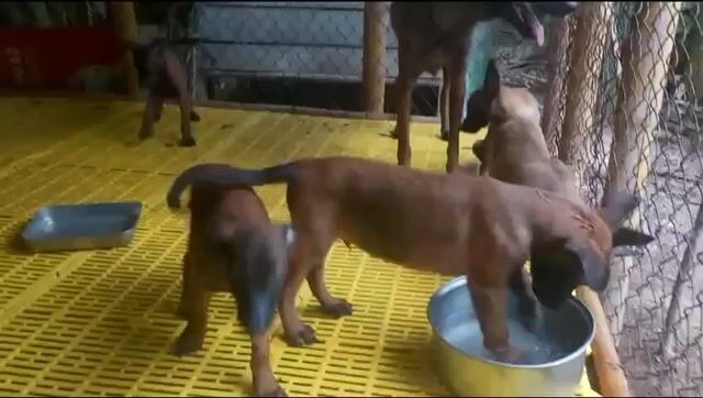 Chó Malinois Nâu đỏ 7kg 2 mũi. Mua bán Chó tại Quận Bình Tân Tp Hồ Chí Minh được đăng bởi Nguyễn Hồng quan hình 1