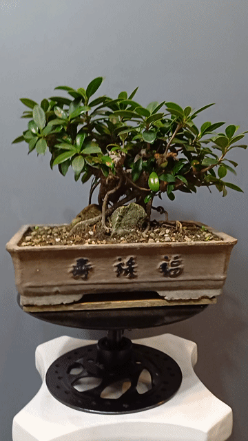Cây Da Nhật bonsai để bàn dáng làng đẹp chậu 30x20. Mua bán Cây cảnh, đồ trang trí tại Quận Tân Bình Tp Hồ Chí Minh được đăng bởi Bonsai và Chậu xưa hình 1