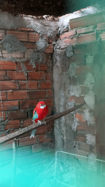 Vẹt Rosella 2 năm tuổi Đỏ, xanh, vàng. Mua bán Chim tại Thành phố Thủ Đức Tp Hồ Chí Minh được đăng bởi Bún hình 1