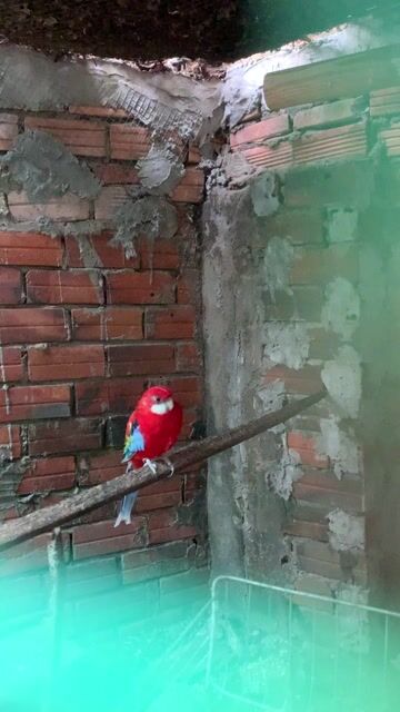 Vẹt Rosella 2 năm tuổi Đỏ, xanh, vàng. Mua bán Chim tại Thành phố Thủ Đức Tp Hồ Chí Minh được đăng bởi Bún hình 1