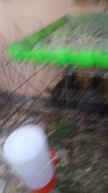 Chim bồ câu King Hà Lan 5 tháng. Mua bán Chim tại Quận 11 Tp Hồ Chí Minh được đăng bởi Vũ Trọng Chín hình 1