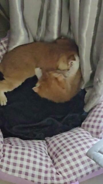 Mèo ALN Golden. Mua bán Mèo tại Quận 6 Tp Hồ Chí Minh được đăng bởi Diem Nguyen hình 1