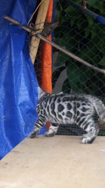 Mèo Bengal Đực Bạc Hoa văn đen to. Mua bán Mèo tại Huyện Củ Chi Tp Hồ Chí Minh được đăng bởi KHAI TRAN hình 1