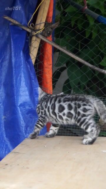 Mèo Bengal Đực Bạc Hoa văn đen to. Mua bán Mèo tại Huyện Củ Chi Tp Hồ Chí Minh được đăng bởi KHAI TRAN hình 1