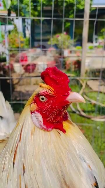 Bướm 2kg4. Mua bán Gà tại Thành phố Sóc Trăng Sóc Trăng được đăng bởi Thanh soc trang hình 1