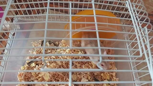 Chuột Hamster. Mua bán Thú cưng khác tại Thành phố Vĩnh Long Vĩnh Long được đăng bởi Chu Huynh hình 1