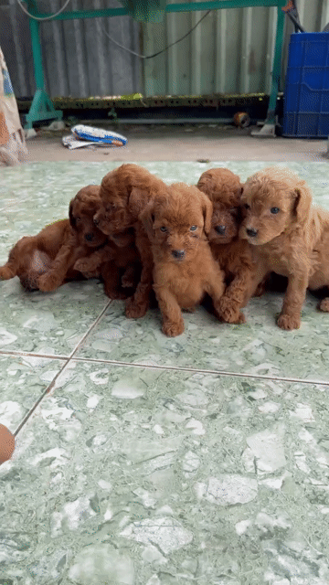 Chó Poodle Nâu 40 ngày tuổi. Mua bán Chó tại Thành phố Biên Hòa Đồng Nai được đăng bởi Ngan hình 1