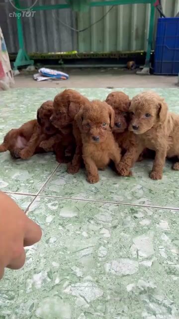 Chó Poodle Nâu 40 ngày tuổi. Mua bán Chó tại Thành phố Biên Hòa Đồng Nai được đăng bởi Ngan hình 1