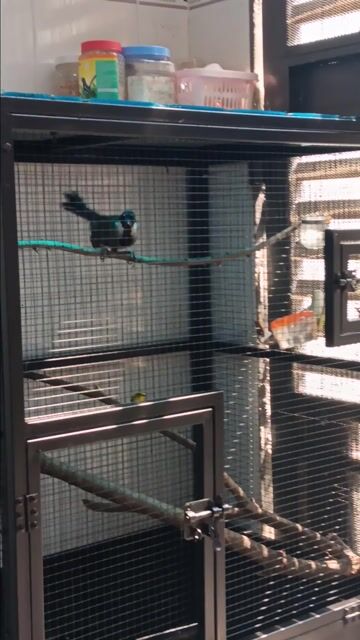 Chim cảnh Cái màu đen trắng . Mua bán Chim tại Quận 12 Tp Hồ Chí Minh được đăng bởi quach tinh hình 1