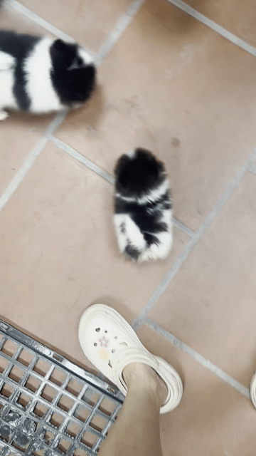 Chó Pomeranian Trắng Đen Trắng Thân thiện. Mua bán Chó tại Quận Hoàng Mai Hà Nội được đăng bởi Giang  hình 1