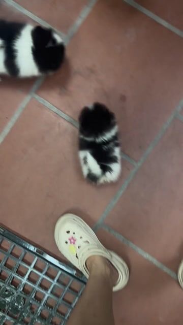 Chó Pomeranian Trắng Đen Trắng Thân thiện. Mua bán Chó tại Quận Hoàng Mai Hà Nội được đăng bởi Giang  hình 1