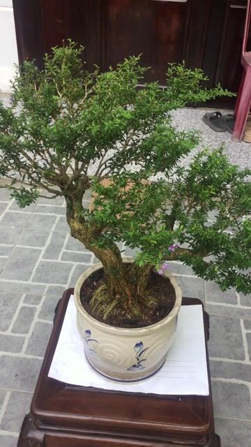 Cây cảnh Linh sam 86 Bonsai. Mua bán Cây cảnh, đồ trang trí tại Quận Ngũ Hành Sơn Đà Nẵng được đăng bởi A Quang hình 1