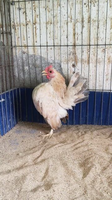 Mái serama ưỡn đẹp sắp đẻ lứa 2. Mua bán Gà tại Quận 12 Tp Hồ Chí Minh được đăng bởi Gà Kiểng Sài Gòn  hình 1