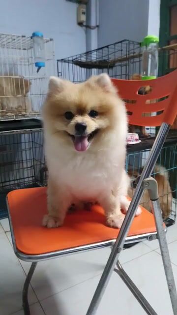 Bé đực 2 tuổi. Mua bán Chó tại Quận 1 Tp Hồ Chí Minh được đăng bởi Vân Ngô hình 1