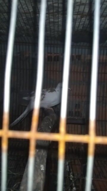 Chim Cu Thái Trắng đốm nâu. Mua bán Chim tại Huyện Củ Chi Tp Hồ Chí Minh được đăng bởi Nhat nam hình 1