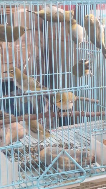 Chim Khuyên xanh non Miền Bắc. Mua bán Chim tại Quận 10 Tp Hồ Chí Minh được đăng bởi Long hình 1