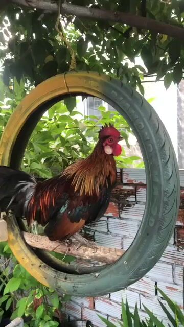 Gà trống Đỏ, nâu, đen. Mua bán Gà tại Huyện Bắc Tân Uyên Bình Dương được đăng bởi Huỳnh Quang hình 1