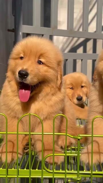 Golden thuần chủng .. Mua bán Chó tại Quận Long Biên Hà Nội được đăng bởi Pet home hình 2