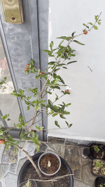 Cây Lựu đỏ Ấn Độ chậu nhựa 30cm hoa. Mua bán Cây cảnh, đồ trang trí tại Quận Bình Tân Tp Hồ Chí Minh được đăng bởi Thuận Phát hình 1