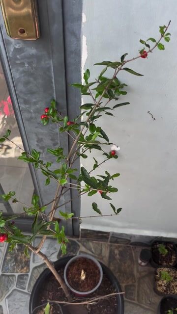 Cây Lựu đỏ Ấn Độ chậu nhựa 30cm hoa. Mua bán Cây cảnh, đồ trang trí tại Quận Bình Tân Tp Hồ Chí Minh được đăng bởi Thuận Phát hình 1