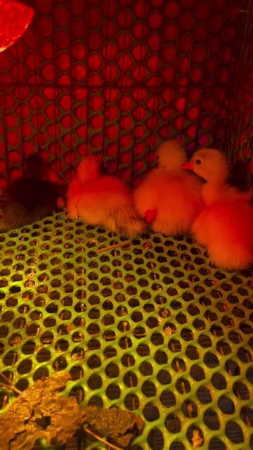 Vịt Xiêm con non. Mua bán Thú cưng khác tại Huyện Tam Bình Vĩnh Long được đăng bởi Tran Truong hình 1