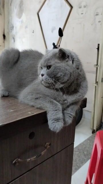 Mèo con cái màu lilac. Mua bán Mèo tại Quận Gò Vấp Tp Hồ Chí Minh được đăng bởi  Karachi hình 1