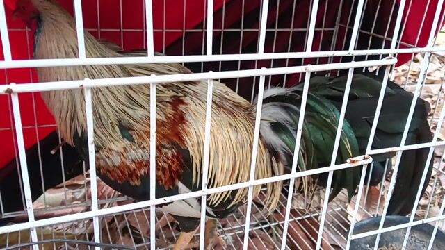 Gà chọi Mỹ Grey Asil trống tơ. Mua bán Gà tại Huyện Phú Giáo Bình Dương được đăng bởi Chuyên Gà Hồ Tiến Vua hình 1