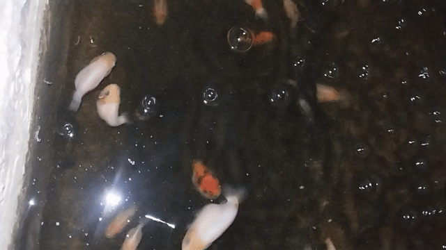 Cá Ranchu 1-2 ngón Cam đen. Mua bán Thú cưng khác tại Thành phố Thủ Đức Tp Hồ Chí Minh được đăng bởi Huynhtuan hình 1